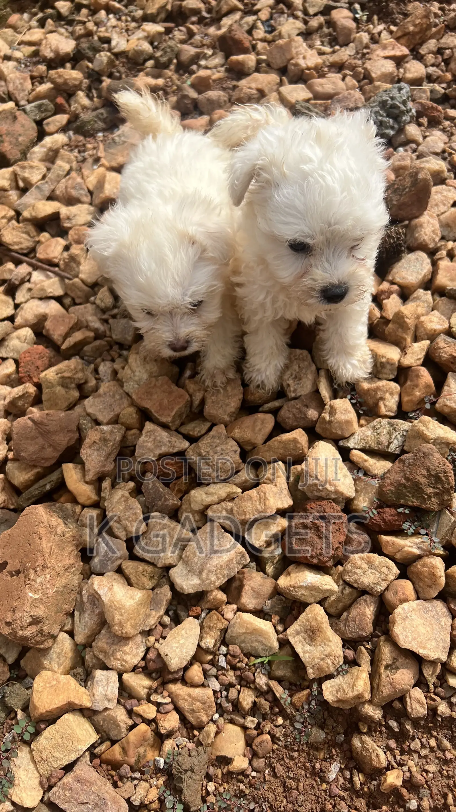 1-3 months Female Purebred Maltese