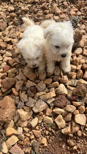 1-3 months Female Purebred Maltese