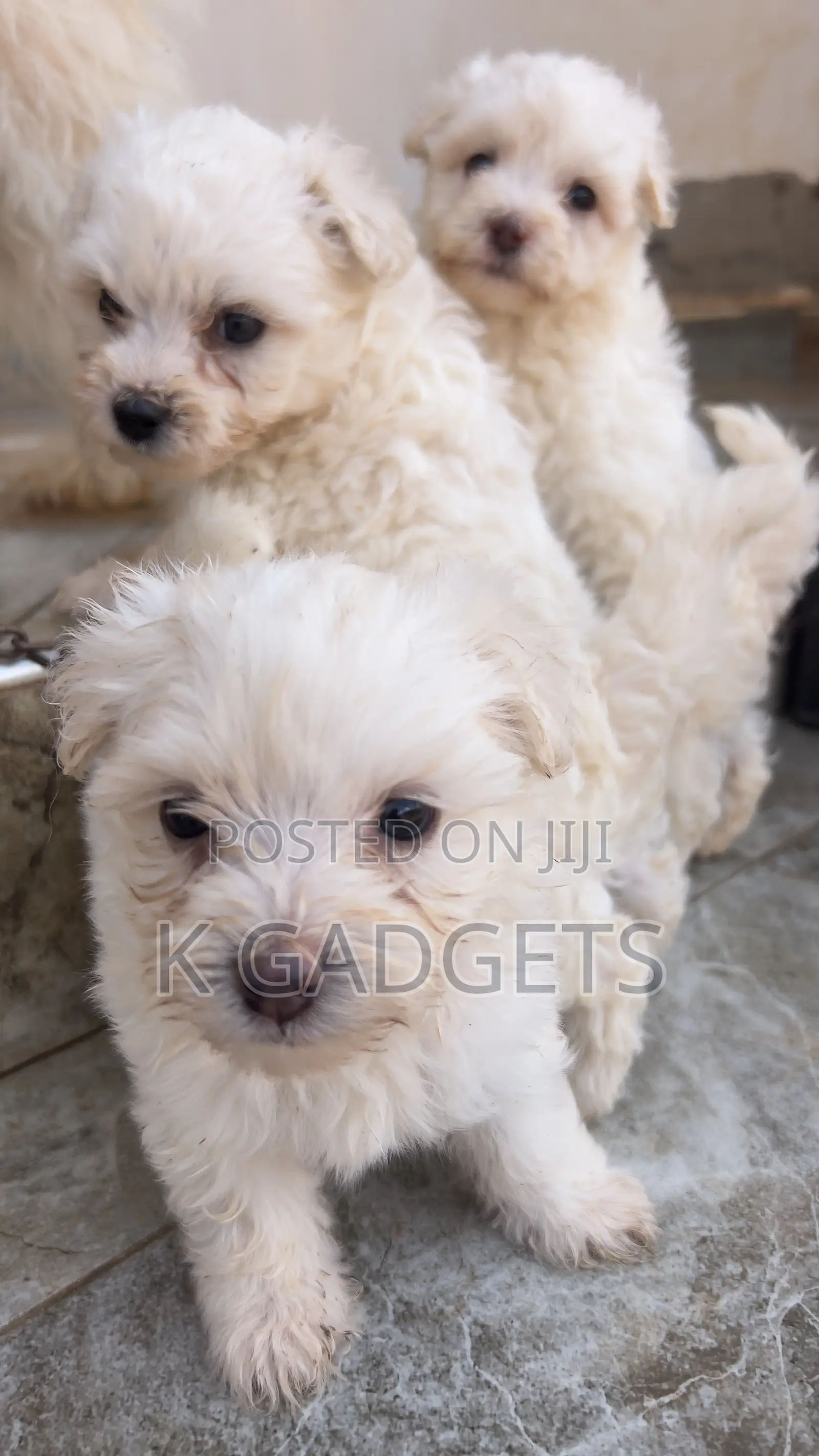 1-3 months Female Purebred Maltese