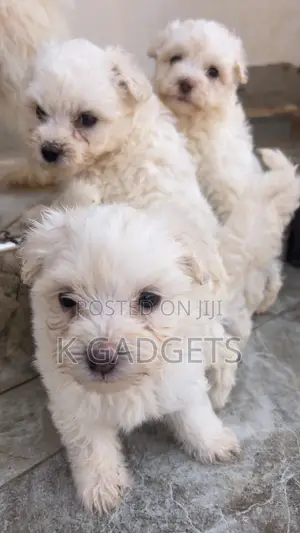 1-3 months Female Purebred Maltese