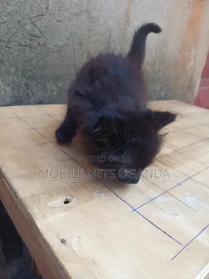 1-3 months Female Purebred Himalayan