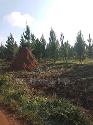 10 Acres of Land for Sale at 30m Per Acre in Nkokonjeru