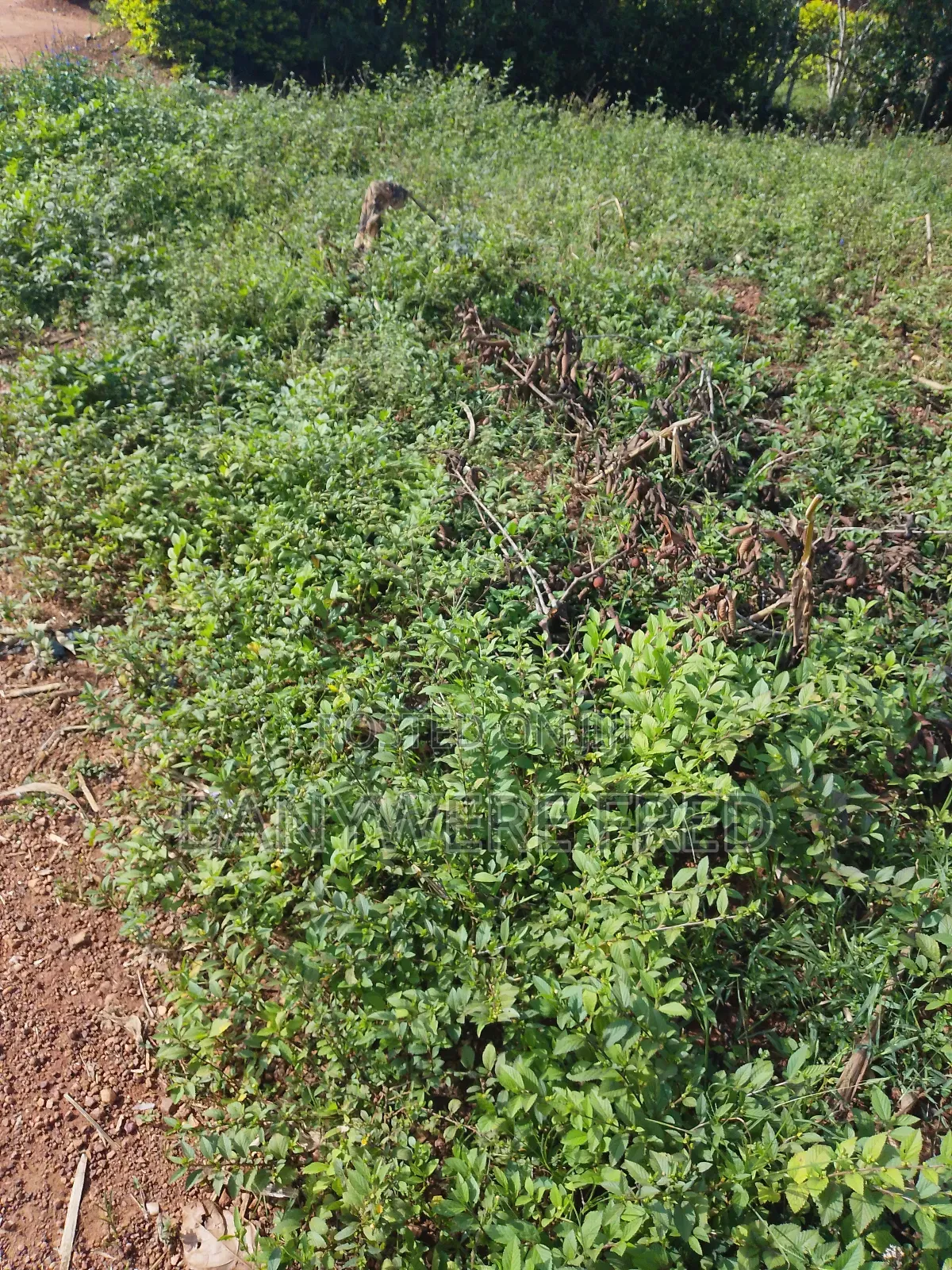 4 Acres for Sale in Namave Industrial Park