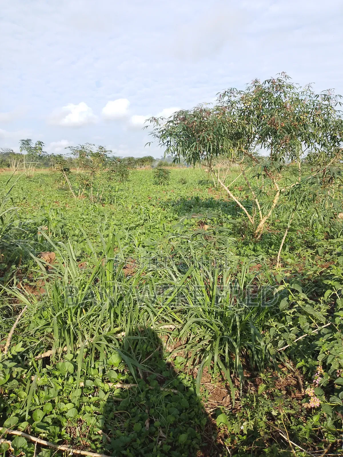 4 Acres for Sale in Namave Industrial Park