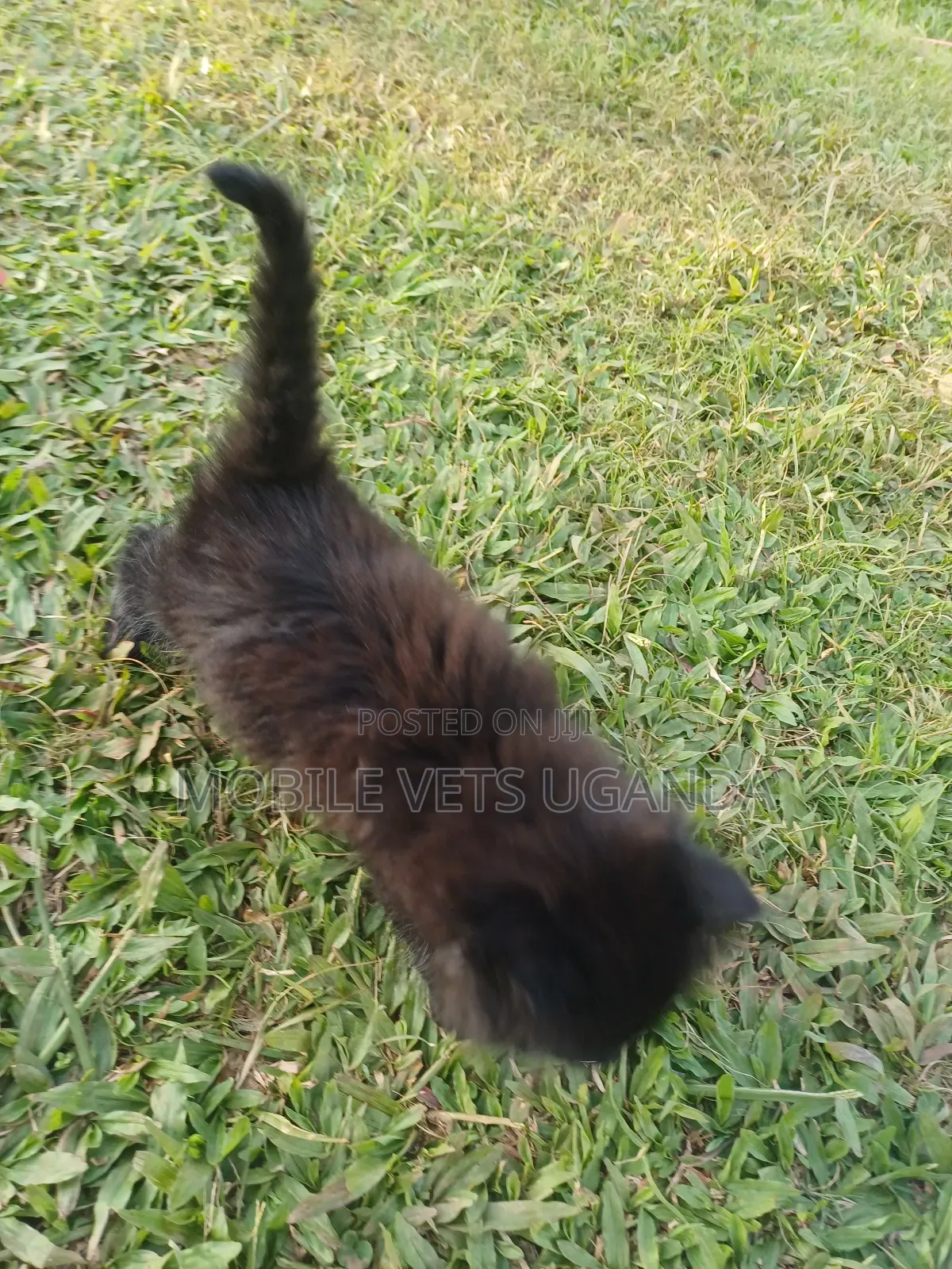 1-3 months Female Purebred Havana Brown
