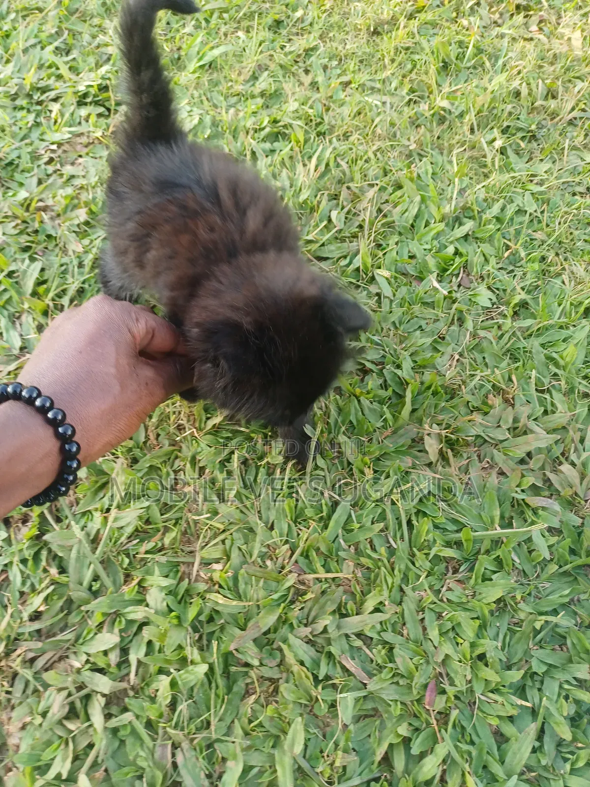 0-1 month Female Purebred Himalayan