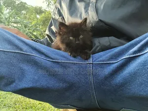 0-1 month Male Purebred Himalayan