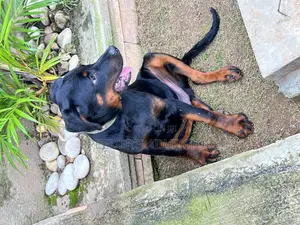 3-6 months Male Purebred Rottweiler
