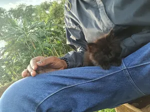 0-1 month Male Purebred Havana Brown