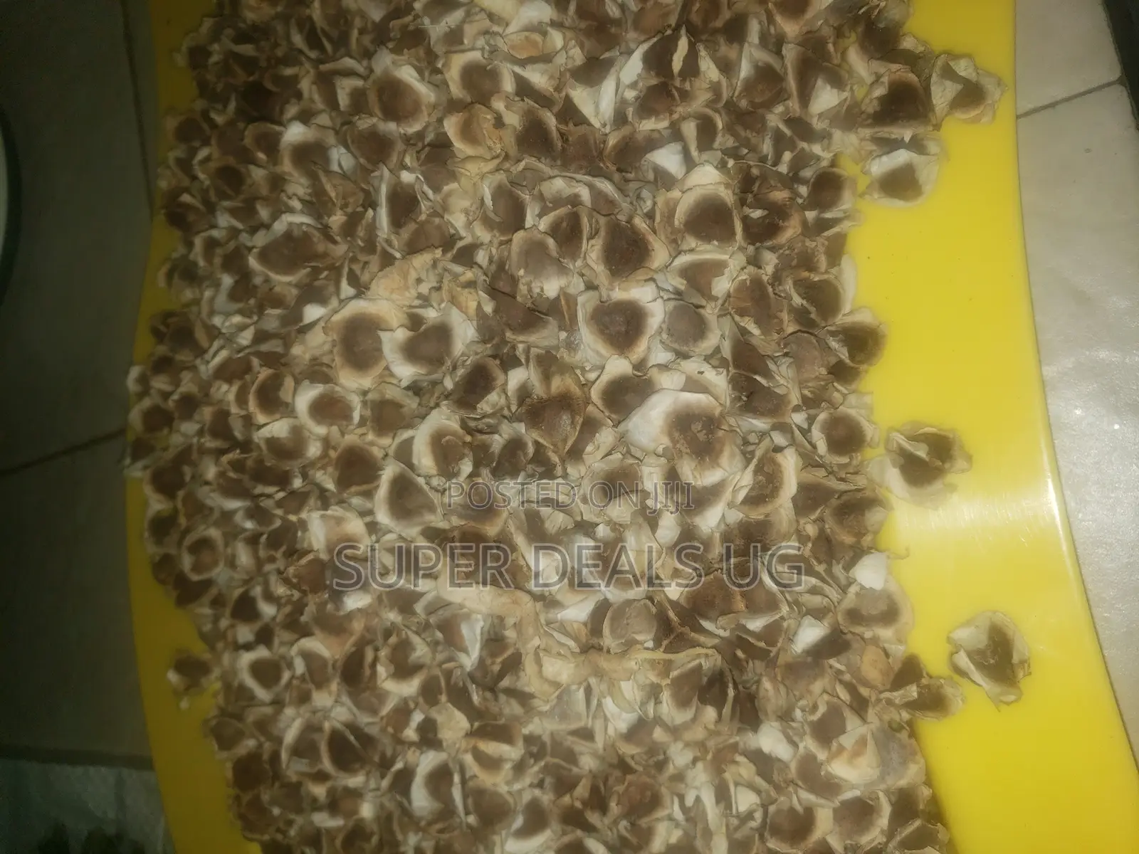 Moringa Seeds