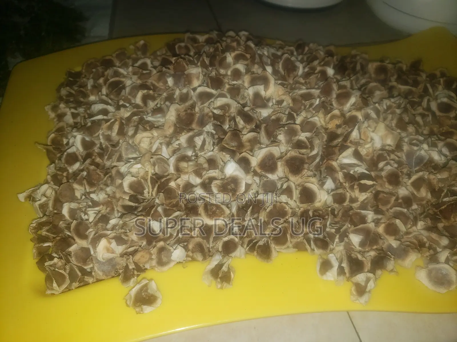 Moringa Seeds