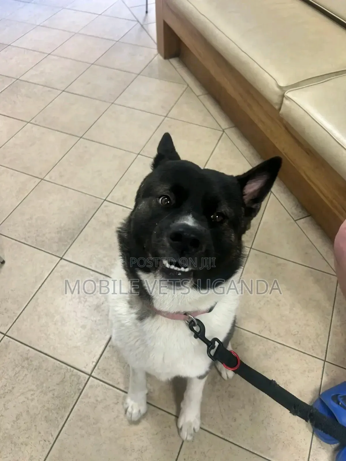 6-12 months Female Purebred German Shepherd