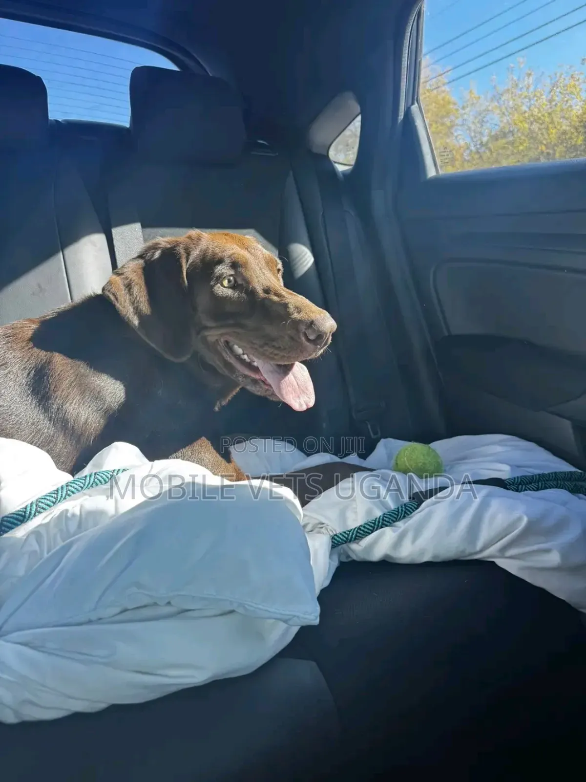 3-6 months Male Purebred Labrador Retriever
