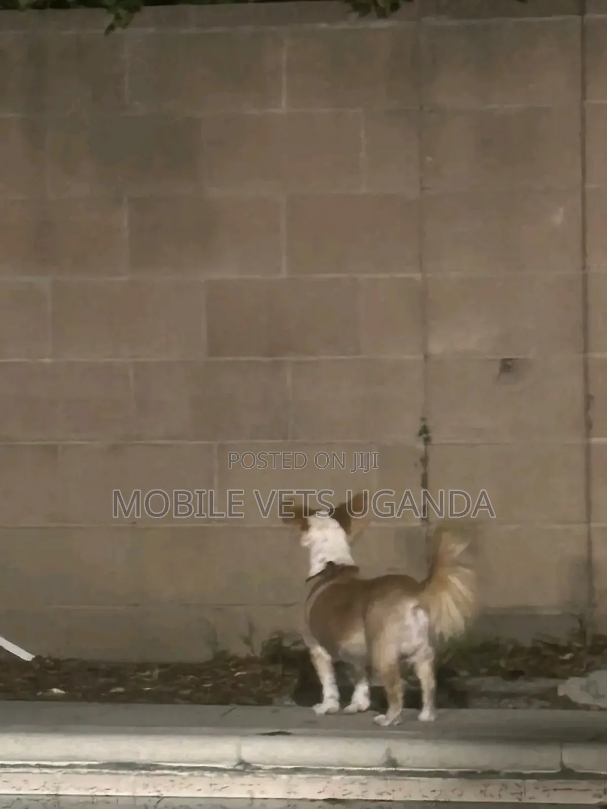 6-12 months Male Purebred Japanese Spitz