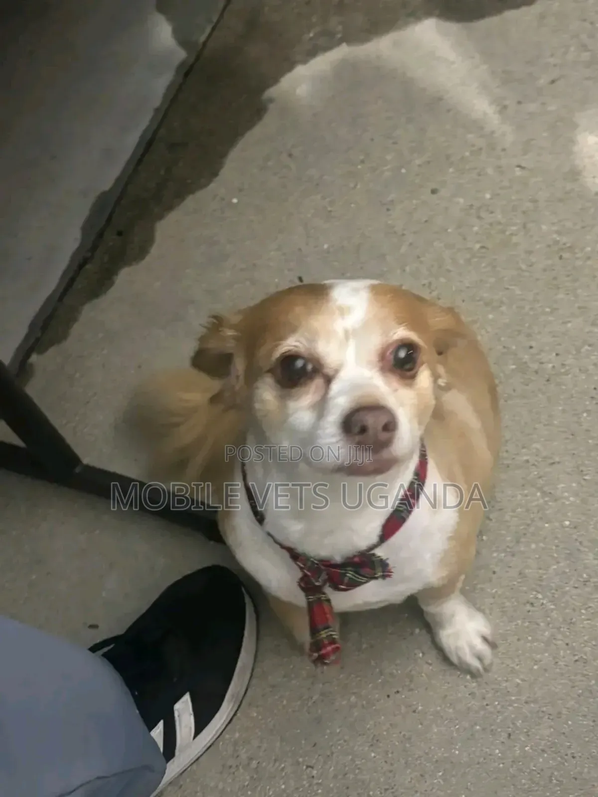 3-6 months Male Purebred Japanese Chin