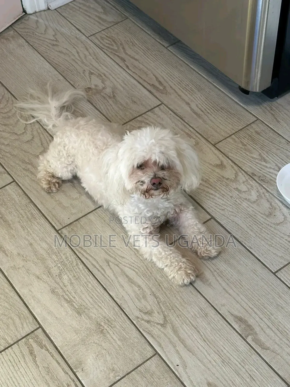 3-6 months Male Purebred Maltese