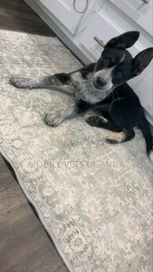 1-3 months Female Purebred German Shepherd