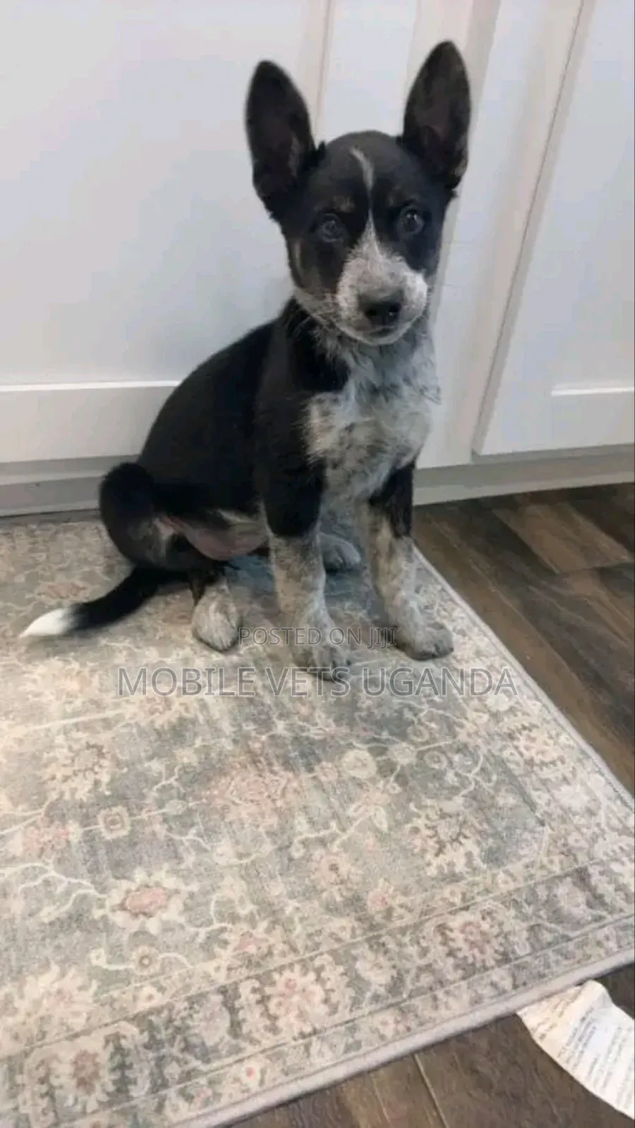 3-6 months Female Purebred German Shepherd