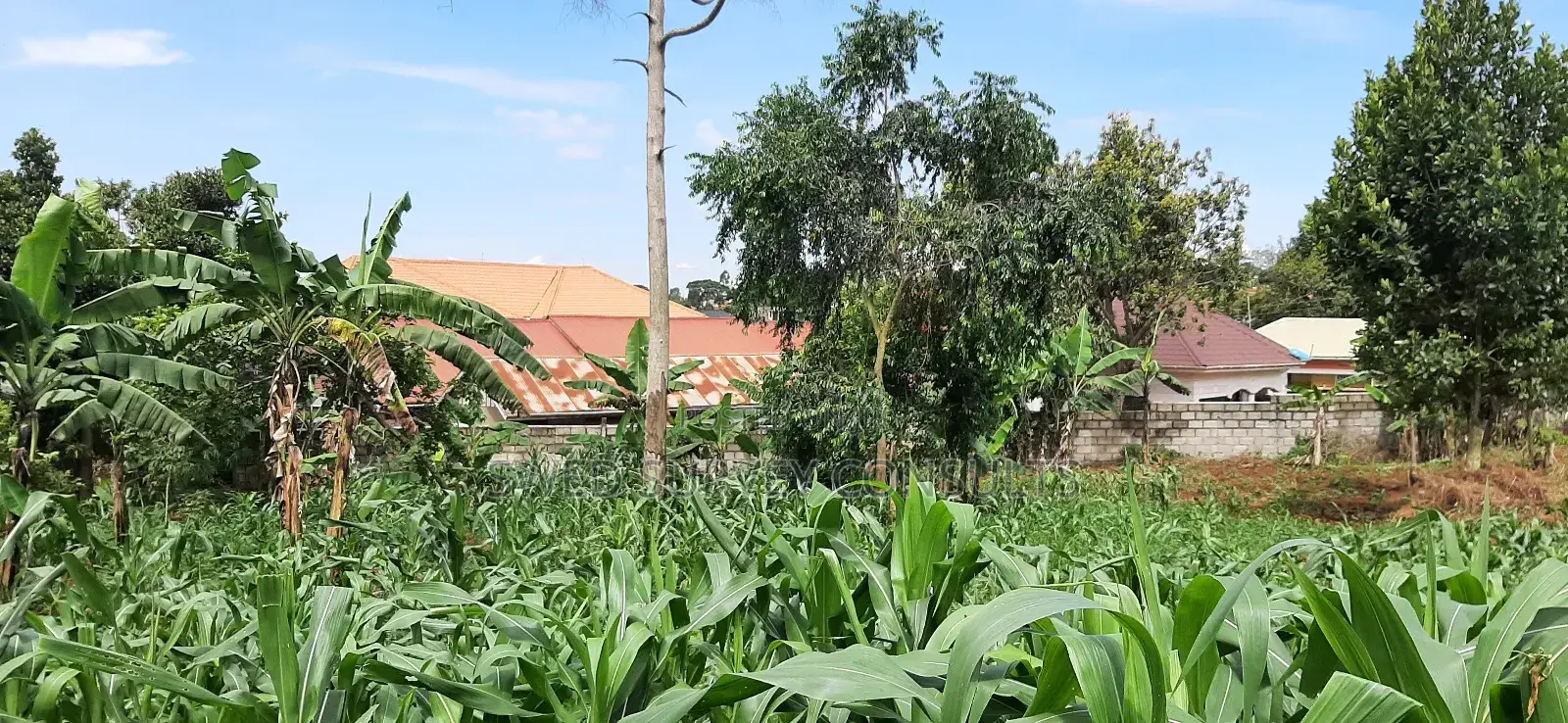 1 Acre of Land