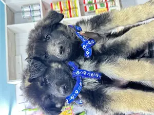 1-3 months Male Purebred German Shepherd