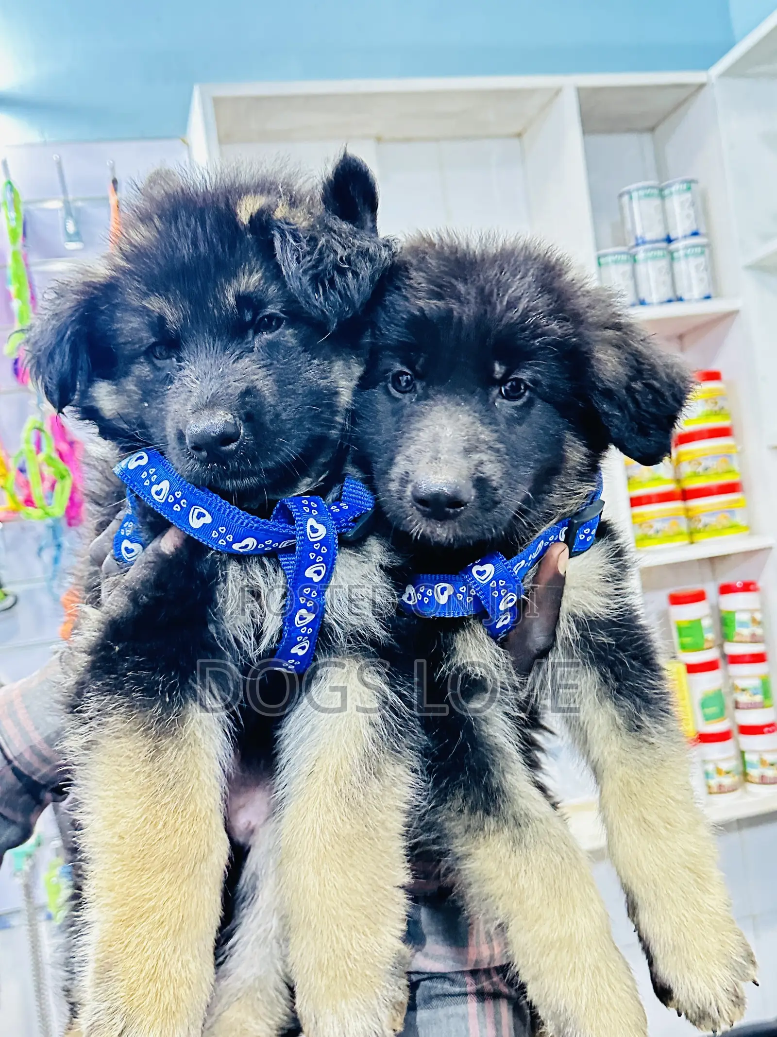 1-3 months Male Purebred German Shepherd