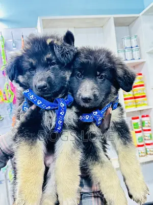 1-3 months Male Purebred German Shepherd
