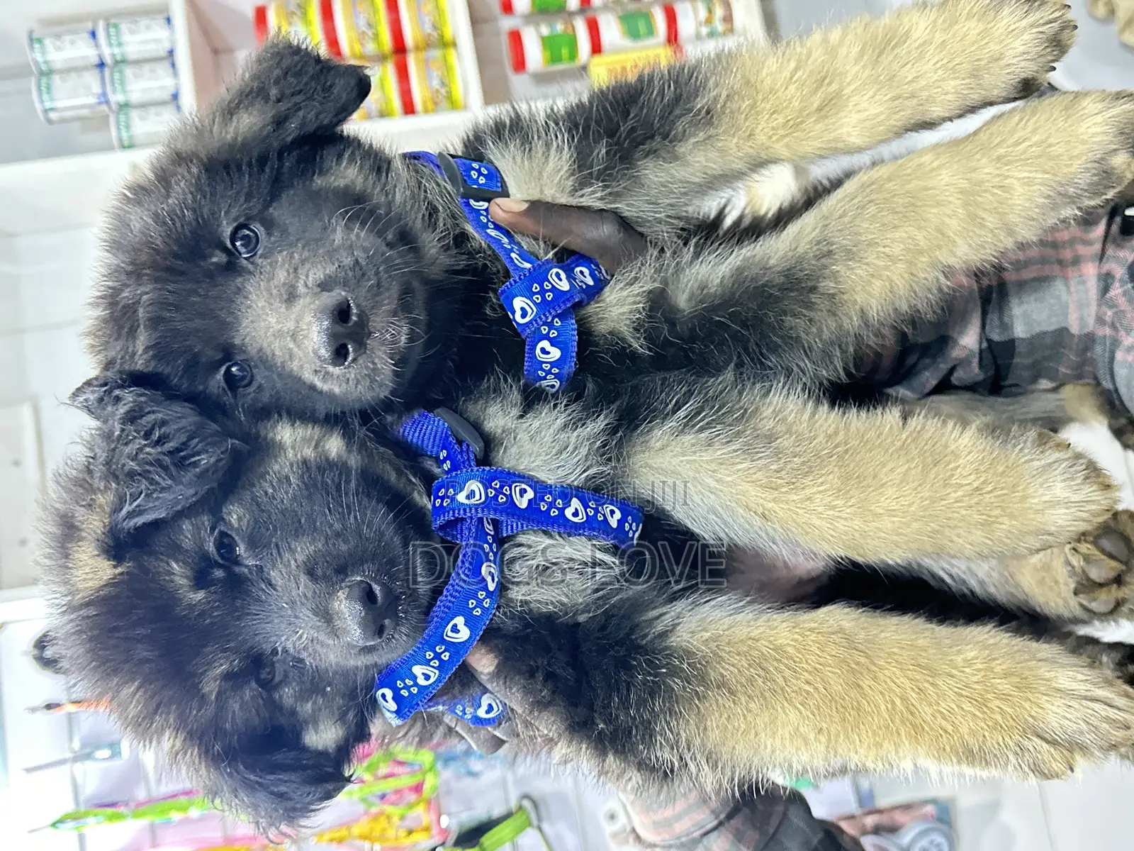 1-3 months Male Purebred German Shepherd