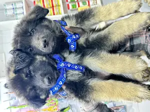 1-3 months Male Purebred German Shepherd