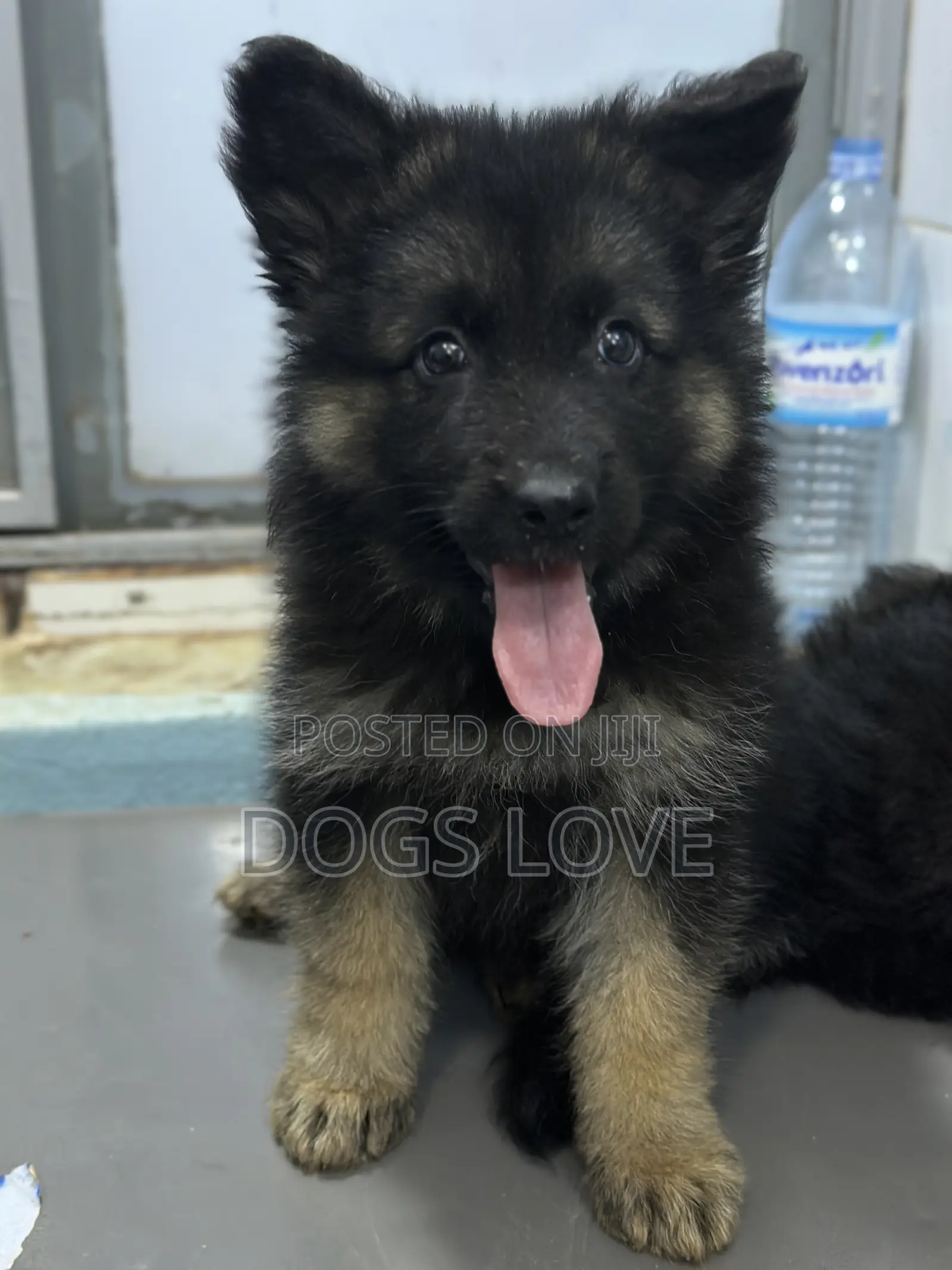 1-3 months Male Purebred German Shepherd