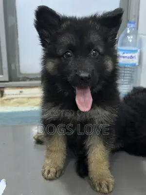 1-3 months Male Purebred German Shepherd