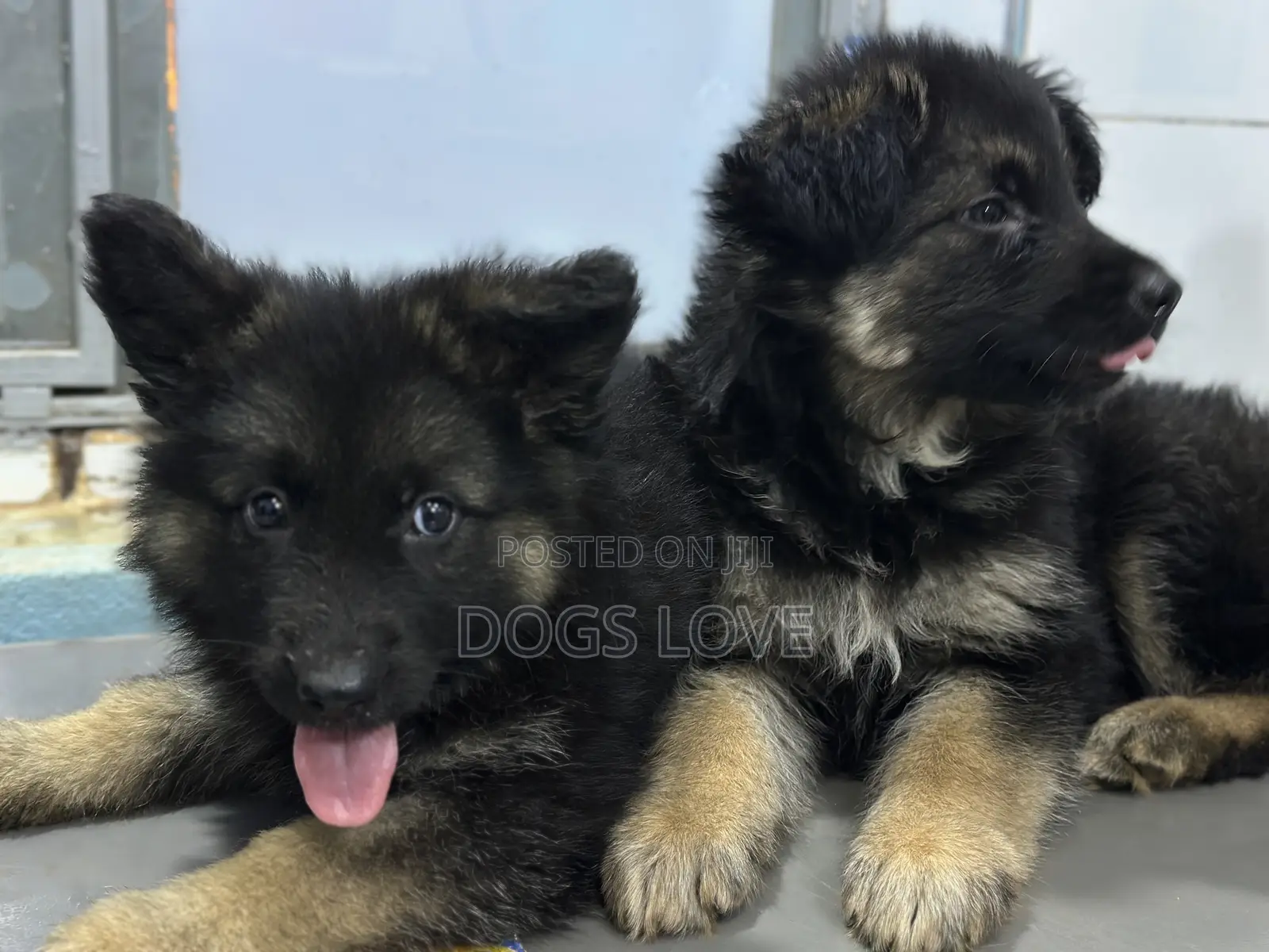 1-3 months Male Purebred German Shepherd