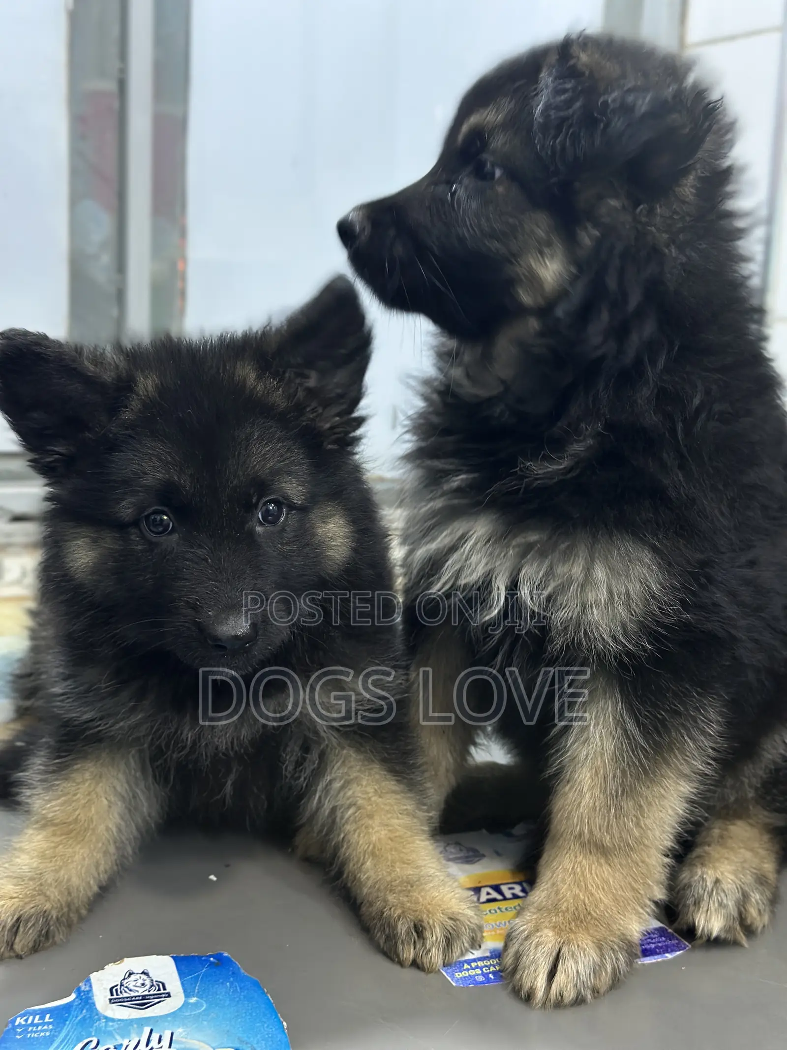 1-3 months Male Purebred German Shepherd