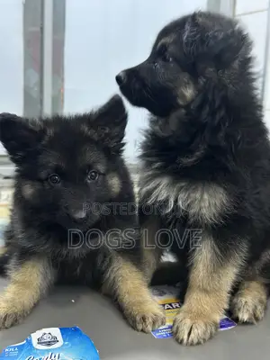 1-3 months Male Purebred German Shepherd