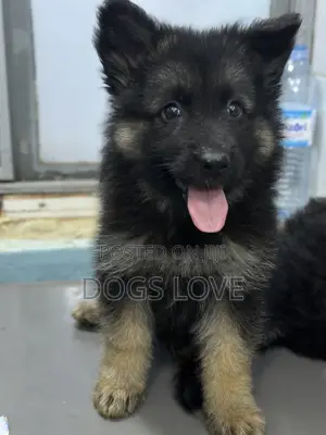 1-3 months Male Purebred German Shepherd
