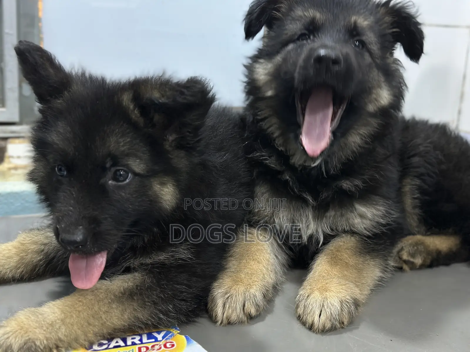 1-3 months Male Purebred German Shepherd