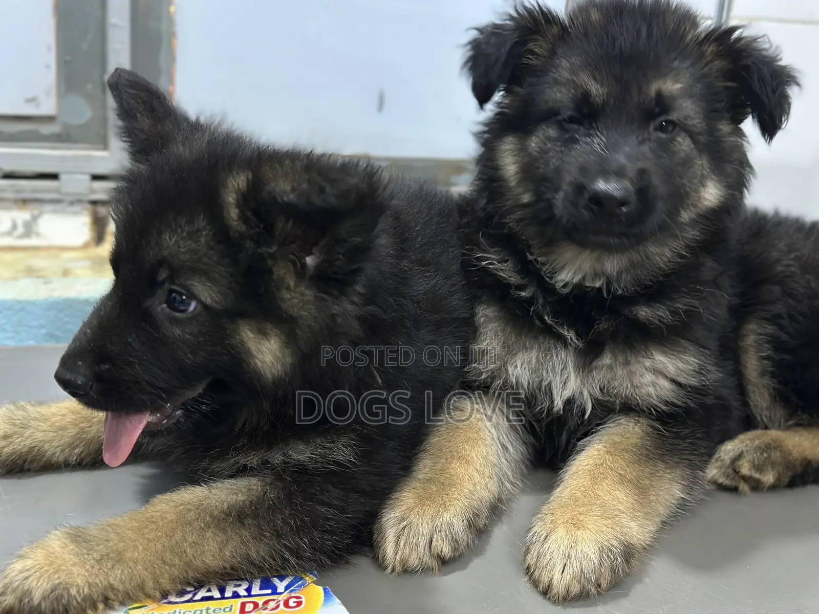 1-3 months Male Purebred German Shepherd