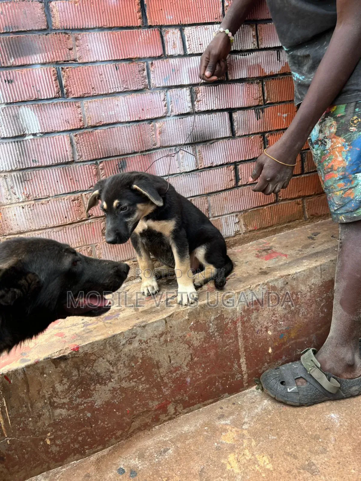 1-3 months Male Purebred German Shepherd