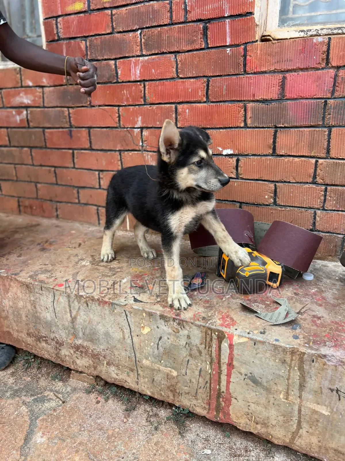 1-3 months Male Purebred German Shepherd