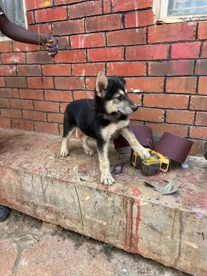 1-3 months Male Purebred German Shepherd