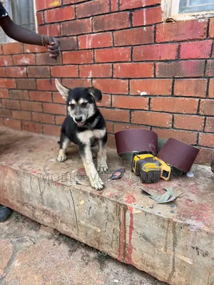 1-3 months Female Purebred German Shepherd
