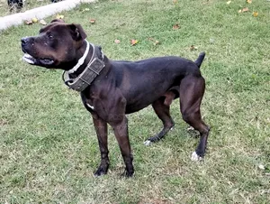 1+ year Male Purebred American Pit Bull Terrier