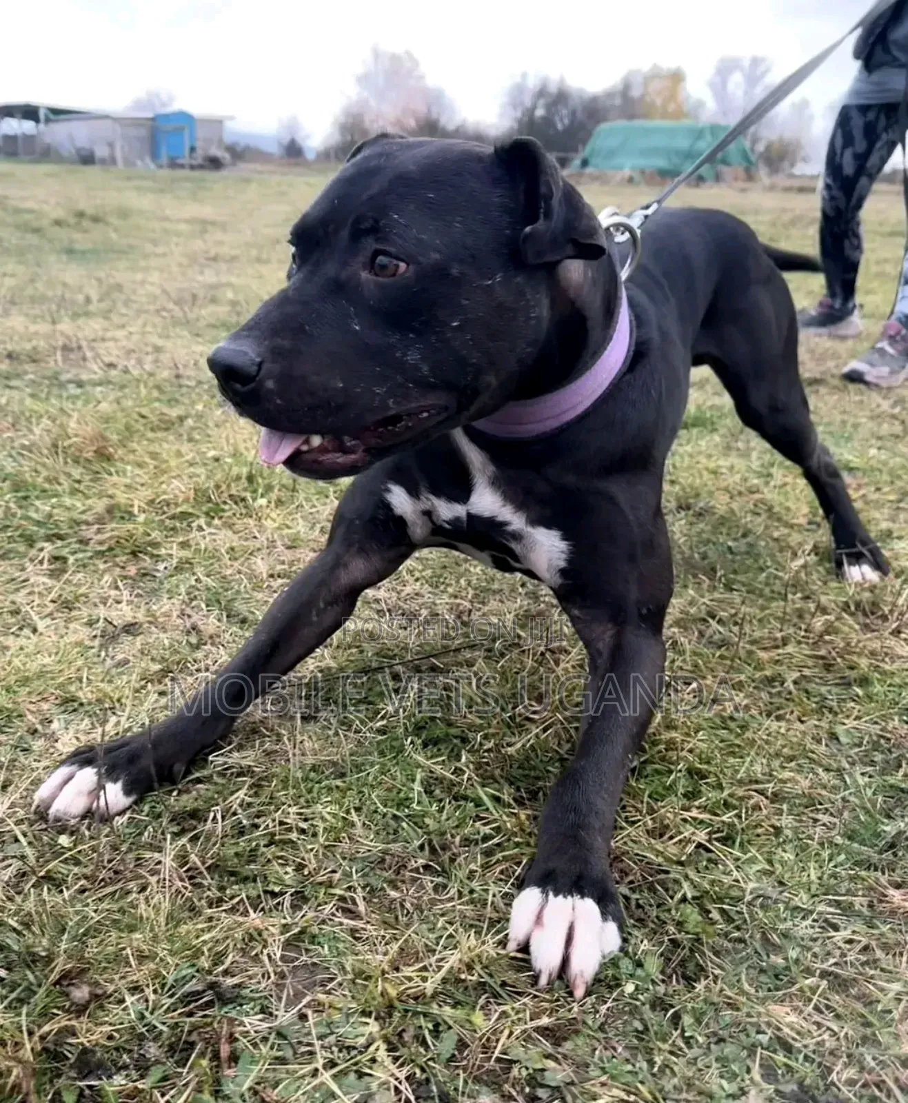 6-12 months Male Purebred American Pit Bull Terrier