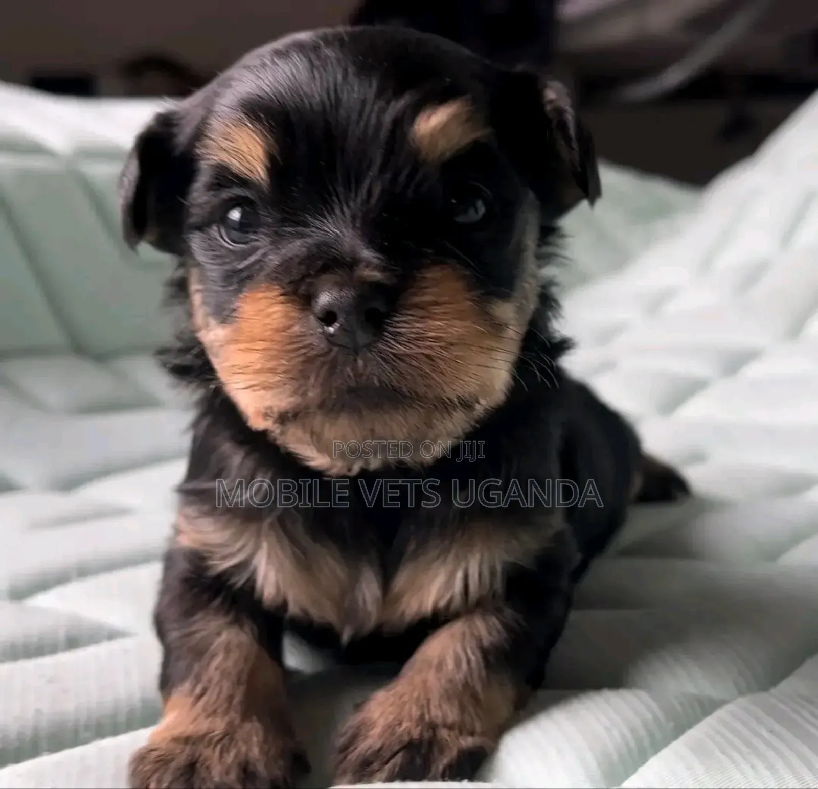 0-1 month Female Purebred Rottweiler