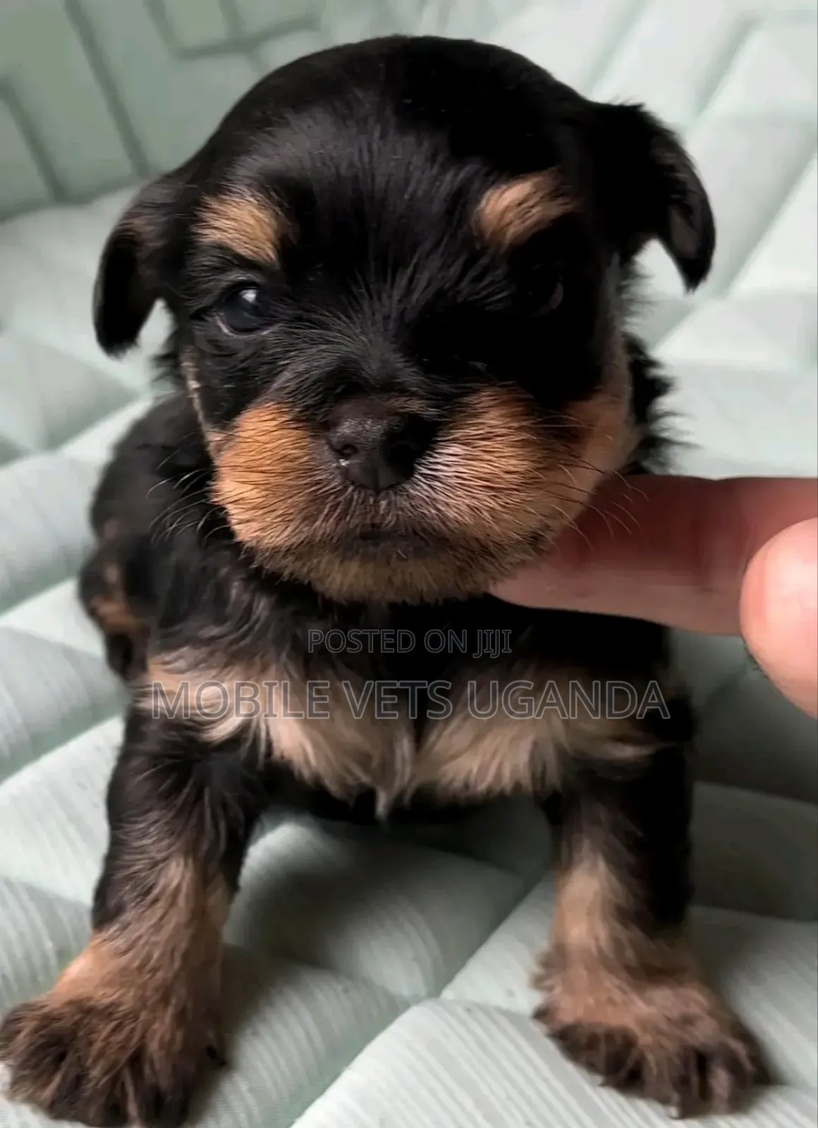 1-3 months Male Purebred Rottweiler