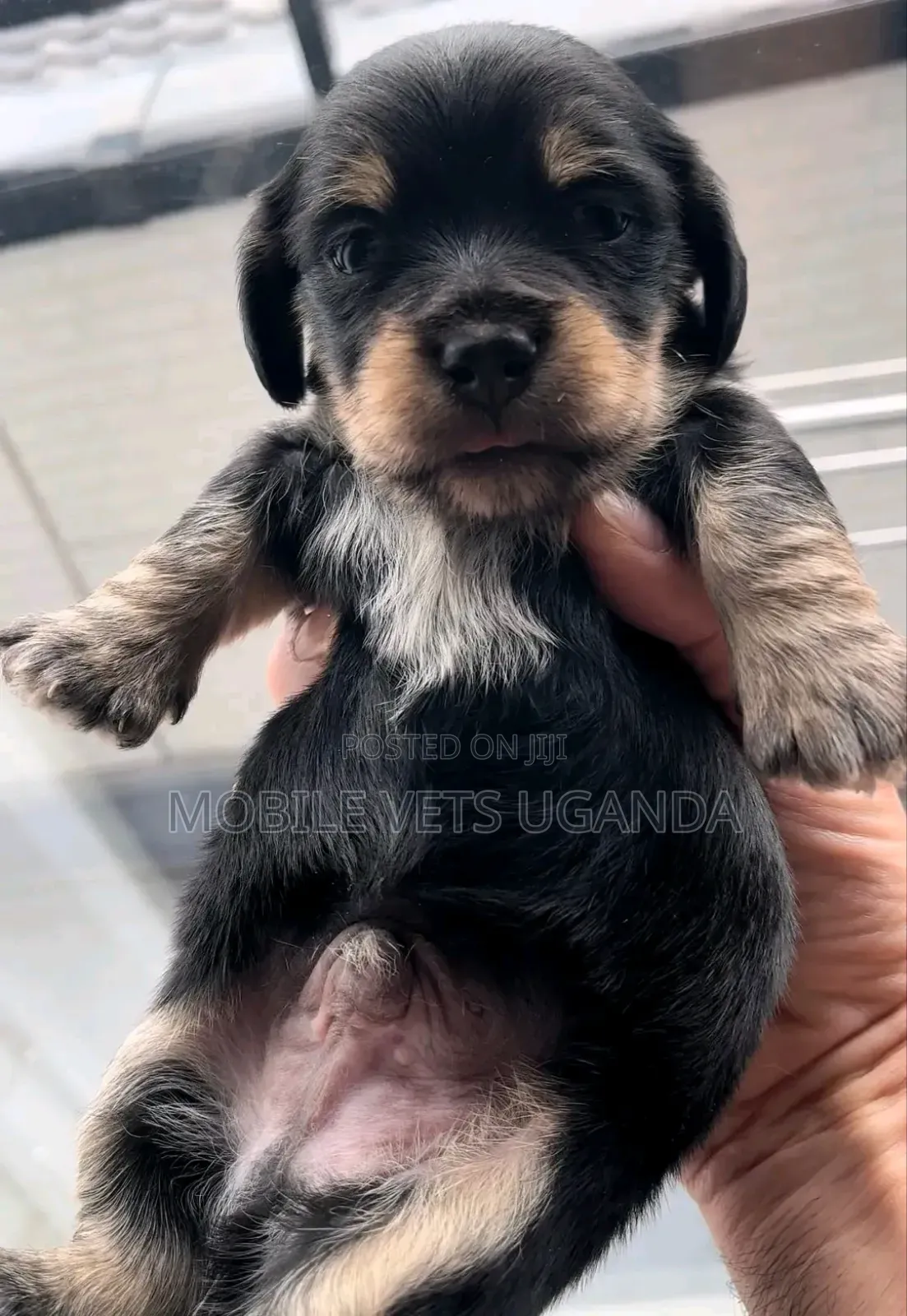 1-3 months Male Purebred Rottweiler