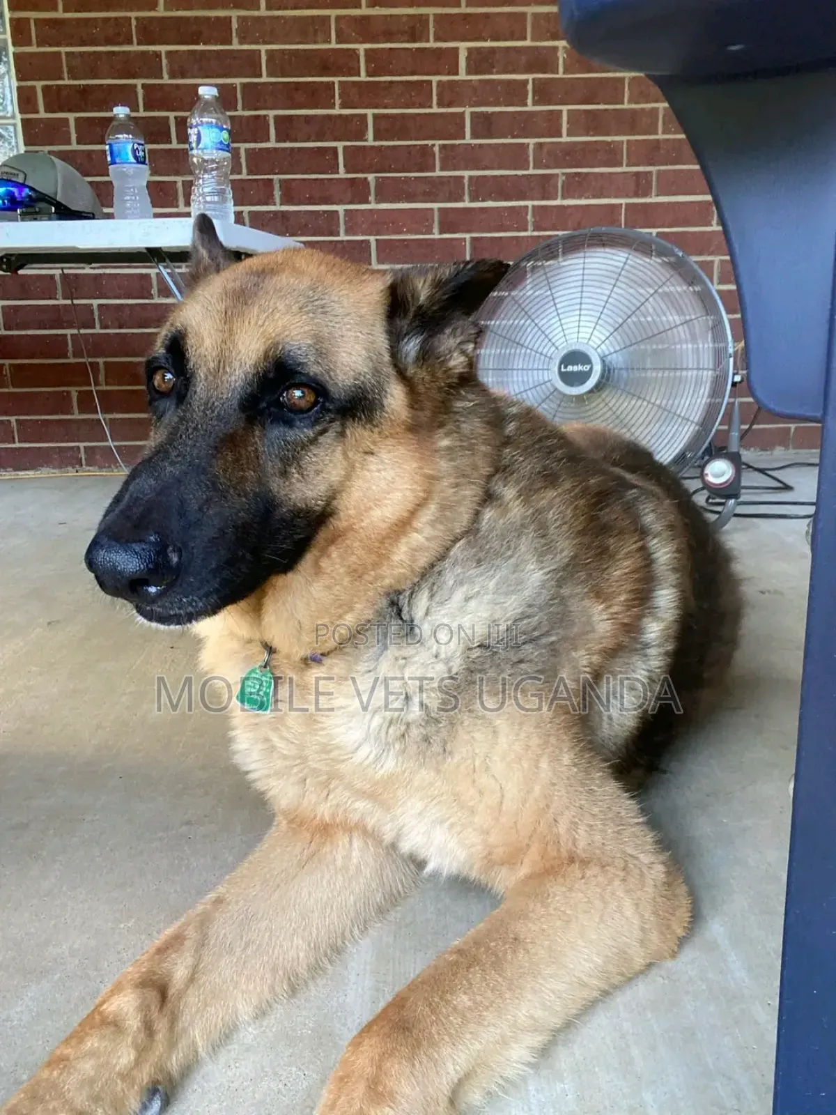 6-12 months Female Purebred German Shepherd