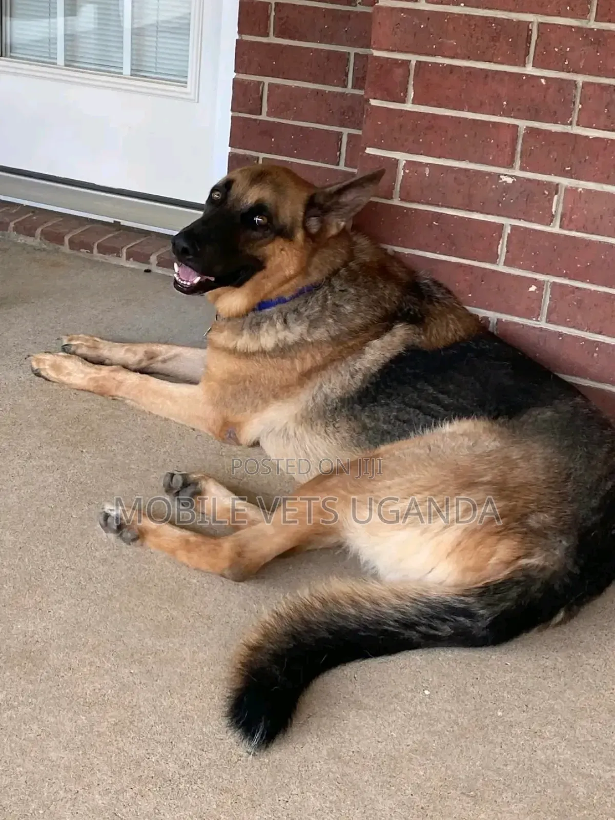 6-12 months Male Purebred German Shepherd