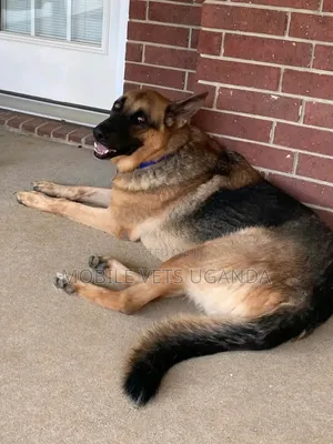 6-12 months Male Purebred German Shepherd