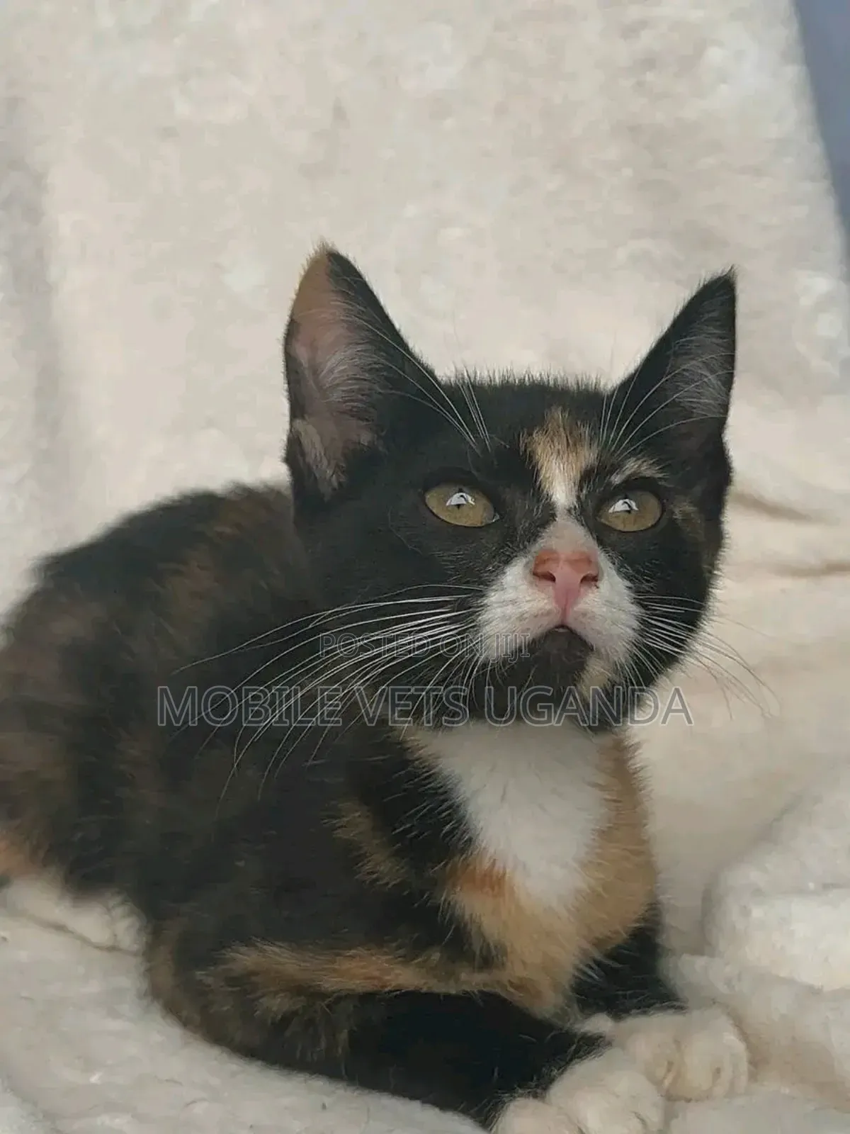 0-1 month Female Purebred American Shorthair