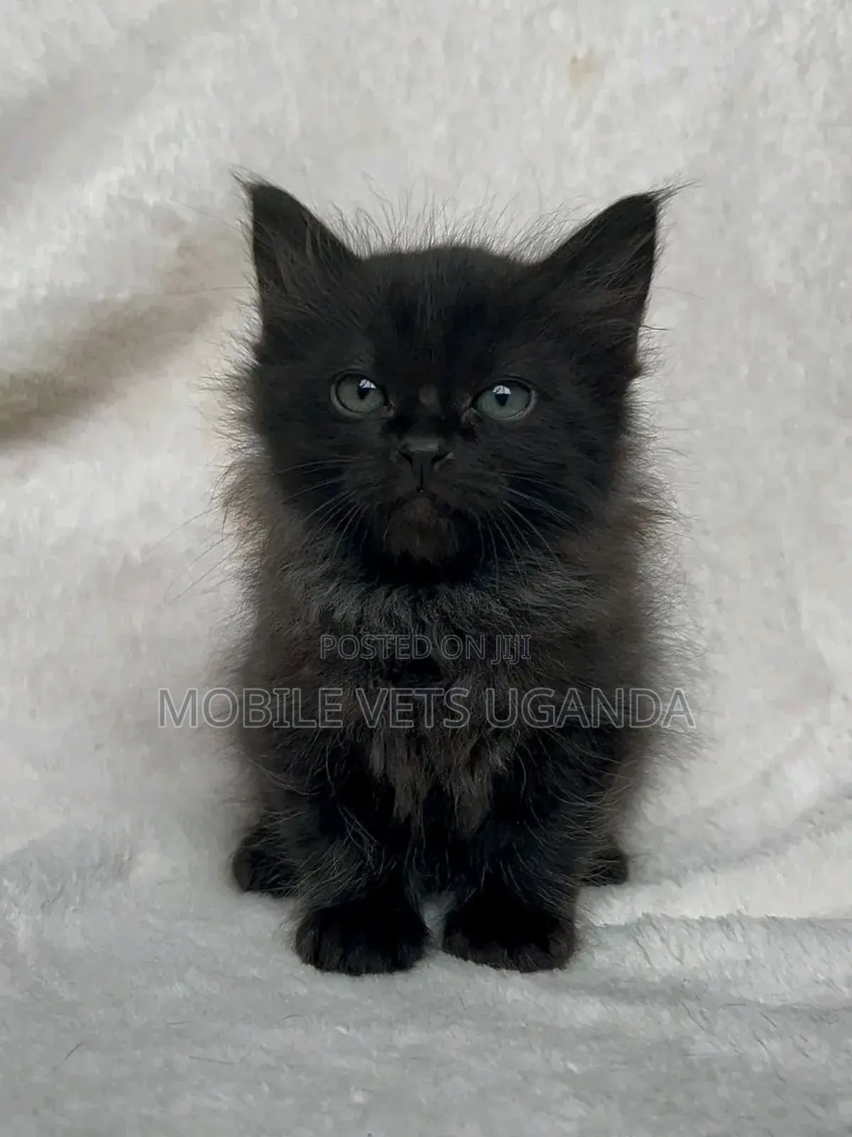 3-6 months Female Purebred Himalayan